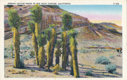 PC46758 Joshua Cactus Trees In Red Rock Canyon. California. Tichnor Art - Monde