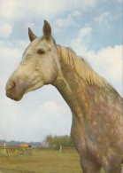 AK 210869 HORSE / PFERD - Horses