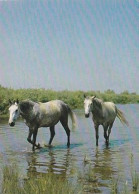 AK 210870 HORSE / PFERD - Horses