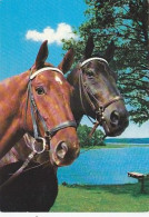 AK 210872 HORSE / PFERD - Horses