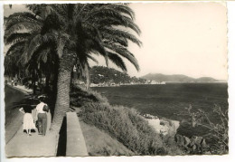 CPSM Dentelée 10.5 X 15 Var  TOULON-SUR-MER  Corniche Du Mourillon - Toulon