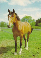 AK 210874 HORSE / PFERD - Cavalli