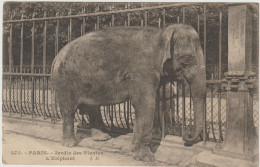 Paris - Jardin Des Plantes  L'Eléphant - (G.2084) - Elephants