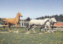 AK 210879 HORSE / PFERD - Caballos