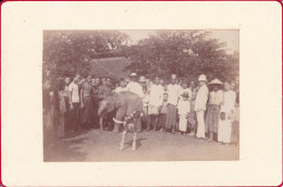 Cambodge Ou Vietnam Photographie 1900 Eléphant Blanc ? Cornac Photo Indochine Ou Siam  Asie White Elephant - Asia