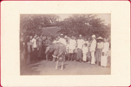 Cambodge Ou Vietnam Photographie 1900 Eléphant Blanc ? Cornac Photo Indochine Ou Siam  Asie White Elephant - Oud (voor 1900)