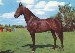 AK 210886 HORSE / PFERD - Pferde