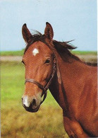 AK 210903 HORSE / PFERD - Pferde