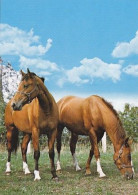 AK 210908 HORSE / PFERD - Horses
