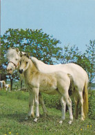 AK 210909 HORSE / PFERD - Pferde