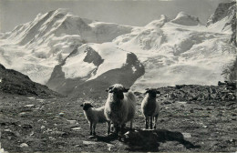 Switzerland Auf Rotenboden Ob Zermatt Lyskamm Castor Und Pollux Sheep - Autres & Non Classés