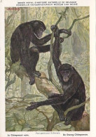 AK 210918 APE / MONKEY / AFFE - Musée Royal D'Histoire Naturelle De Belgique - Le Chimpanzé Nain - Monos