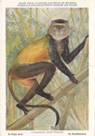 AK 210919 APE / MONKEY / AFFE - Musée Royal D'Histoire Naturelle De Belgique - Le Singe Doré - Affen