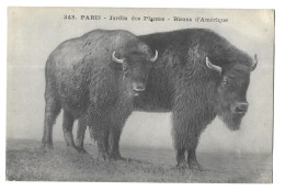 Paris, Jardin Des Plantes, Lot De 2 Cartes : Bisons D'amérique / Macaque Et Magot (A18p1) - Parques, Jardines