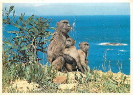 Animaux - Singes - Afrique Du Sud - South Africa - Baboons Never Fail To Fascinate With Their Playful Antics. They Aiso  - Scimmie