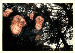 Animaux - Singes - Collection Vie Sauvage - 29 - James Balog - Deux Chimpanzés - Zambie - CPM - Voir Scans Recto-Verso - Monos