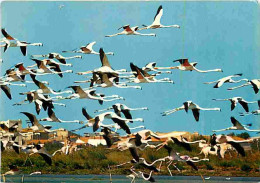 Animaux - Oiseaux - Flamants Roses - Camargue - CPM - Voir Scans Recto-Verso - Birds