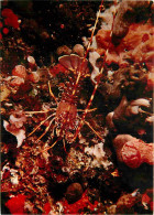 Animaux - Langouste - CPM - Voir Scans Recto-Verso - Pesci E Crostacei