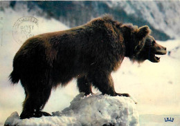 Animaux - Ours - Ours Des Pyrénées - CPM - Voir Scans Recto-Verso - Bären