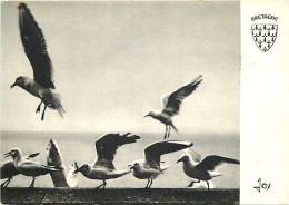 Animaux - Oiseaux - Oiseaux De Mer - Bretagne - CPM - Voir Scans Recto-Verso - Vögel