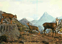 Animaux - Chamois - Palacio Real De Riofrio - Segovia - Museo De Caza - CPM - Voir Scans Recto-Verso - Sonstige & Ohne Zuordnung