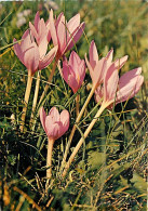 Fleurs - CPM - Voir Scans Recto-Verso - Fleurs