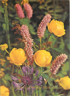 Fleurs - CPM - Voir Scans Recto-Verso - Blumen