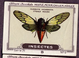 Nestlé - 71B - Insectes, Insects - 9 - Hueghys Incarnata - Nestlé