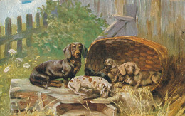 PC46693 Old Postcard. Dogs And Puppies - Monde