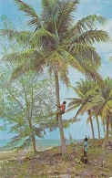 AK 210930 BAHAMAS - Bahaman Climb For Coconuts - Bahama's