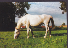 German Printing PPC Horse Pferd Cheval Postally Used In Denmark 2008 To HELLERUP (2 Scans) - Horses