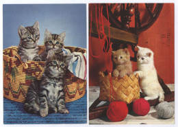 Katzen Krüger Karte + Junge Hauskatzen Gel. 1976+1980 - Cats