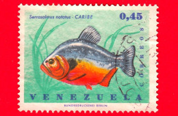 VENEZUELA - Usato - 1966 - Pesci - Piranha Macchia Nera (Serrasalmus Avvistato) - Serrasalmus -  0.45 - Venezuela