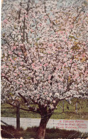 A Yakima Apple Tree In Full Bloom, North Yakima, Wash - Trees