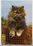 Germany Old Used Postcard - Cat - Cats