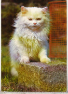 Germany Old Uncirculated Postcard - Cat - Katzen