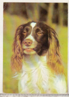 Germany Old Uncirculated Postcard  - Dog - Small Munsterlander - Dogs