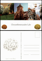 Ansichtskarte Lahr (Schwarzwald) Chrysanthemenzauber - MB 1982 - Lahr