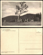Kipsdorf-Altenberg (Erzgebirge) Bergweide Mit Der Tellkoppe - Kühe 1928 - Kipsdorf