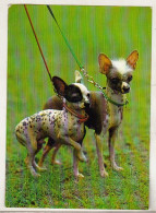 Germany Old Uncirculated Postcard  - Dog - Chinese Crested Dog - Perros