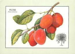 Recettes De Cuisine - Plums - Prunes - Illustration - Gastronomie - CPM - Voir Scans Recto-Verso - Küchenrezepte