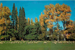 Nouvelle Zélande - Pastoral Scene - Moutons - CPM - Voir Scans Recto-Verso - Nouvelle-Zélande