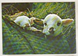 Romania Old Uncirculated Greting Card  - Lambs - Sonstige & Ohne Zuordnung