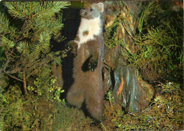 Animaux - Martes - Edelmarder - Martre - Pine-marten - CPM - Voir Scans Recto-Verso - Sonstige & Ohne Zuordnung