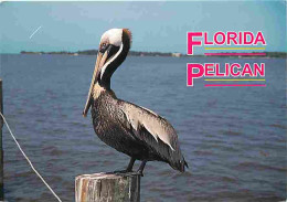 Animaux - Oiseaux - Pélicans - Etats Unis - Floride - CPM - Voir Scans Recto-Verso - Vögel