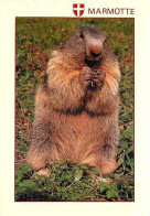 Animaux - Marmottes - CPM - Voir Scans Recto-Verso - Other & Unclassified