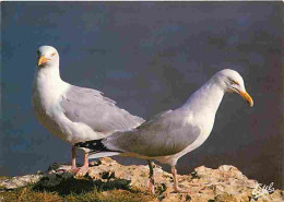 Animaux - Oiseaux - Goelands Argentés - CPM - Voir Scans Recto-Verso - Birds