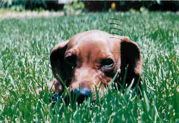 Animaux - Chiens - CPM - Voir Scans Recto-Verso - Hunde