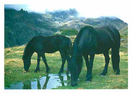 Animaux - Chevaux - Cheval De Meréns - Le Mérens Forge Sa Rusticité Dès Son Plus Jeune Age - Pyrénées Ariégeoises - CPM  - Horses