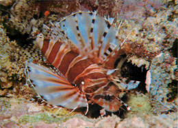 Animaux - Poissons - Butterfly Cod - CPM - Voir Scans Recto-Verso - Fish & Shellfish